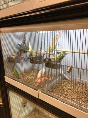 Feeders Supply 4600 Shelbyville Rd Louisville Ky Animal Bird