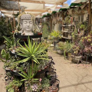 Casas Succulents And Cactus - Nurseries & Gardening Near Me - Visalia, California