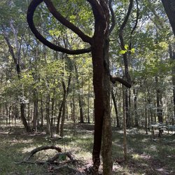 San Felasco Hammock Preserve State Park - Cool tree/vine