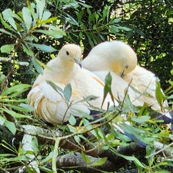 Baton Rouge Zoo