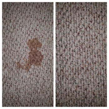 Drymaster - Stain removing - Carpet Cleaning Near Me - Rathdrum, Idaho