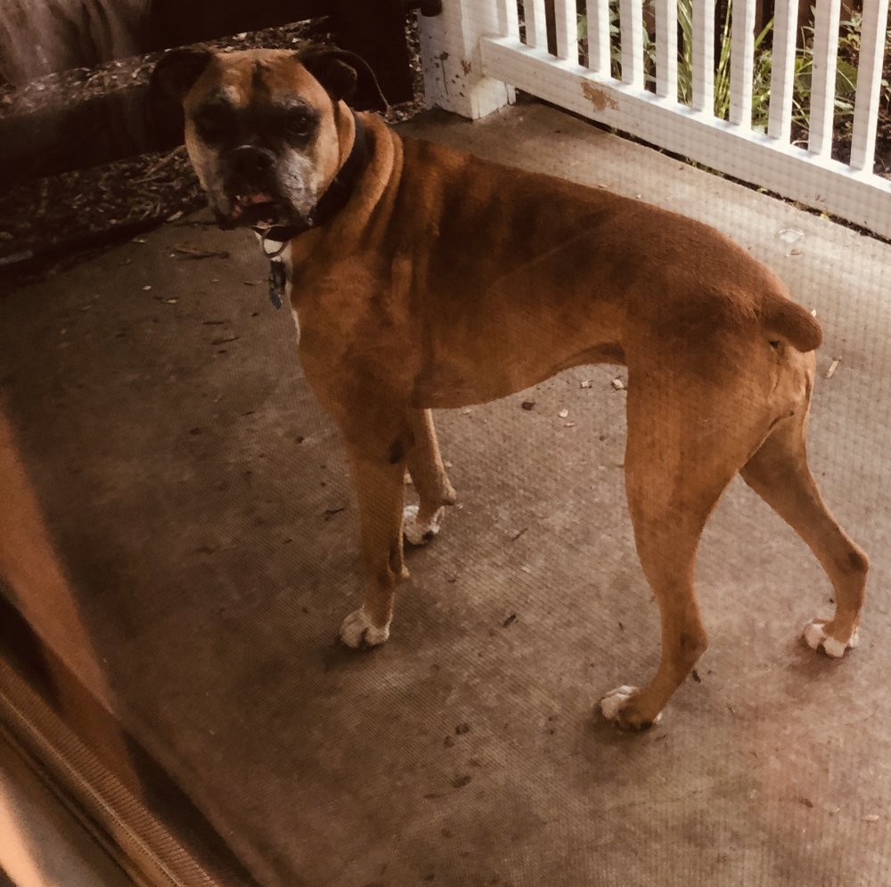 YOGIS PET SITTING Updated August 2024 21 Photos 6279 Utley Rd