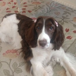 Darla with her pigtails Darla with her pigtails