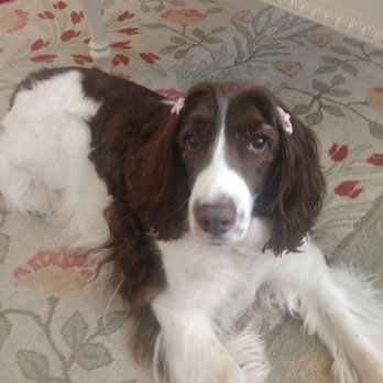 Waggin Tails - Darla with her pigtails - Pet Groomers Near Me - Moorpark, California Waggin Tails - Darla with her pigtails - Pet Groomers Near Me - Moorpark, California