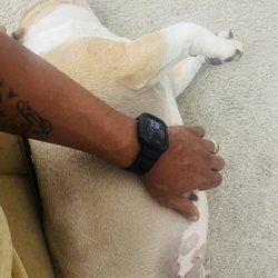 Loyal Paws Pet Grooming - Her coat looks a lot better and shiny.