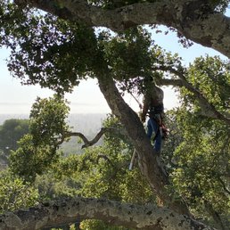 These guys can really climb! They did a great job.