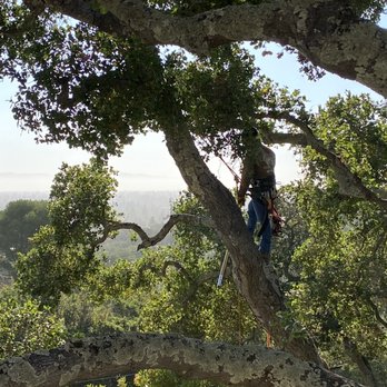 Precision Tree Care - These guys can really climb! They did a great job. - Tree Services Near Me