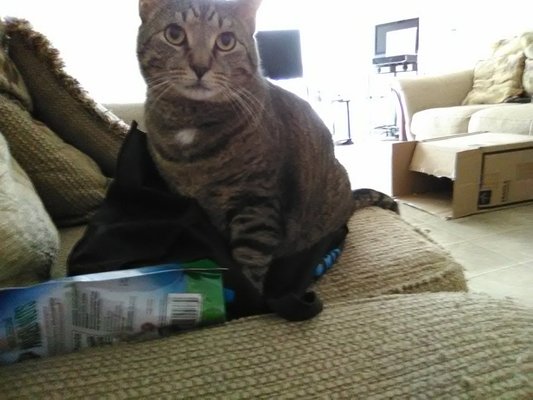 Best Friends Pet Adoption Center by null