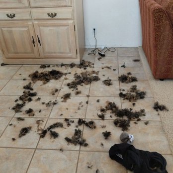 Hairy's Pet Spa - Pet Groomers Near Me - Vista, California