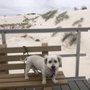 Photo of Waggin' Tails