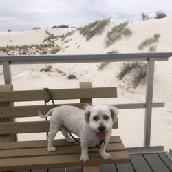 Waggin' Tails - Charles at White Sands