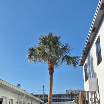 Phone A Monkey Tree Service - Tree Services Near Me - St. Petersburg, Florida Phone A Monkey Tree Service - Tree Services Near Me - St. Petersburg, Florida
