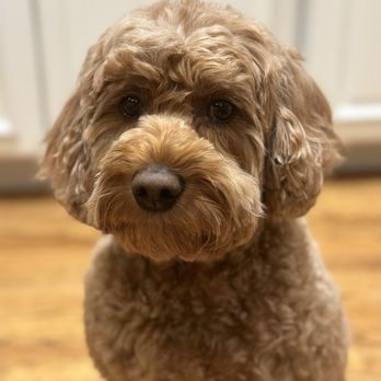 Bubbly Paws - After! - Pet Groomers Near Me - Charlotte, North Carolina