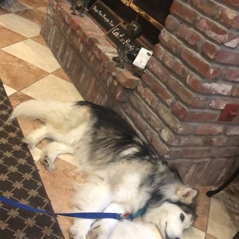 Rubino Estates Winery - Jasper enjoying the cold tile during the heat wave - Wineries Near Me - Pleasanton, California Rubino Estates Winery - Jasper enjoying the cold tile during the heat wave - Wineries Near Me - Pleasanton, California