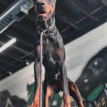 Cali K9 - CaliK9 took this picture - Pet Training Near Me - Los Angeles, California Cali K9 - CaliK9 took this picture - Pet Training Near Me - Los Angeles, California