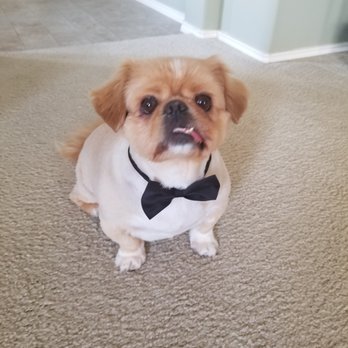 Bark Avenue - Pet Groomers Near Me - Cedar Park, Texas