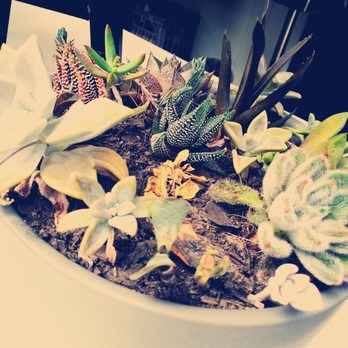 Coffee Post - Cute plant - Cafes Near Me - Brisbane City, QLD