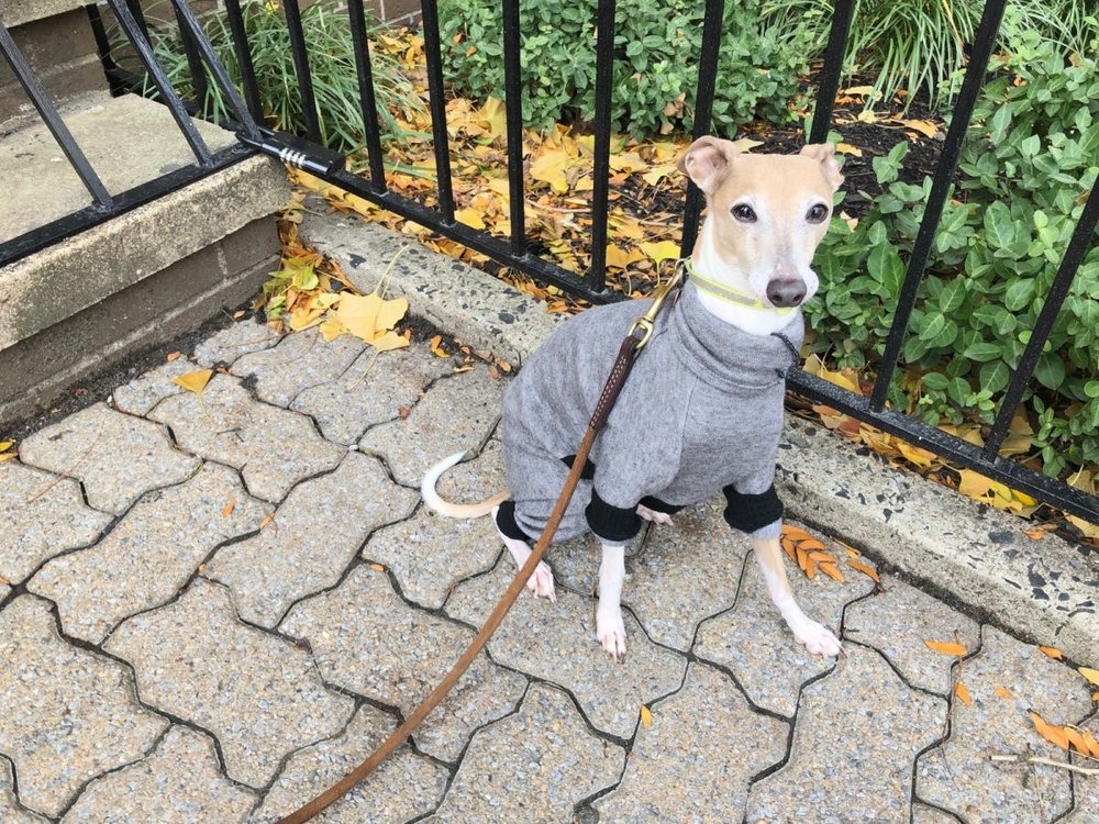 TRUSTY TAILS PET CARE 45 Photos & 44 Reviews 155 4th St, Hoboken