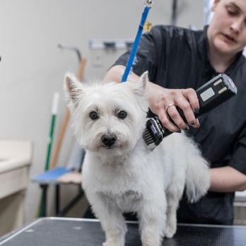 The Pet Hospitals - Veterinarians Near Me - Memphis, Tennessee The Pet Hospitals - Veterinarians Near Me - Memphis, Tennessee