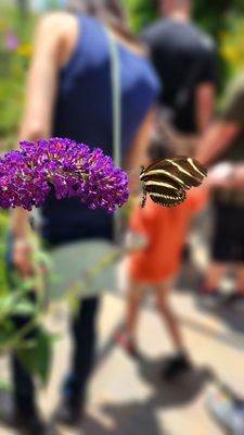 Springs Preserve by null