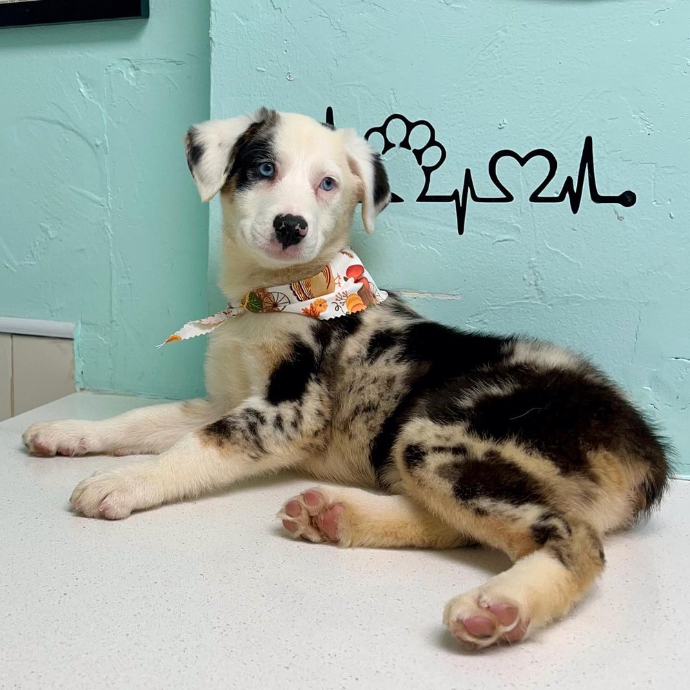 Miami Springs Animal Hospital - pet boarding facility in Miami Springs, FL