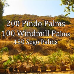 Jamul Nursery - Pindos,  Windmills, Segos, Mexicans, Ponytails. All types of palms