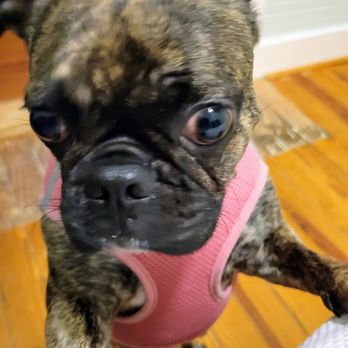 Beachview Inn & Spa - This is Harley Quinn welcomed at Beachview Bed and Breakfast for the 4th time. - Bed & Breakfast Near Me - Tybee Island, Georgia