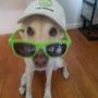 Photo of Paula's Pawsome Pets