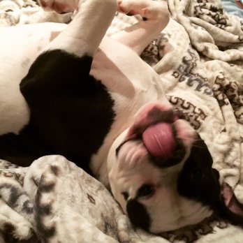 Westside Veterinary Center - Veterinarians Near Me - New York, New York Westside Veterinary Center - Veterinarians Near Me - New York, New York
