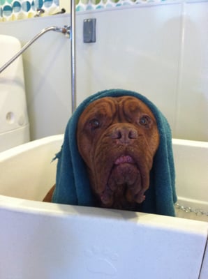 green bulldog dog wash and spa