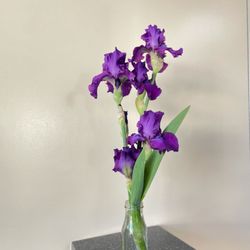 Steve L Francis, DDS - Happy Easter!  Thnk u Susan for sharing ur flower garden with us today.