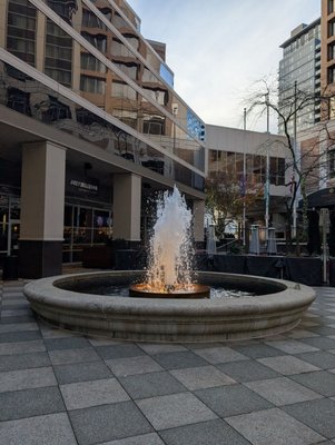 JOEY Bellevue by null