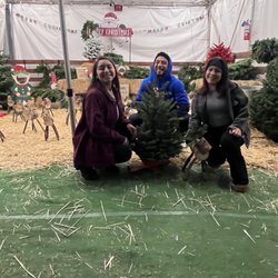 Mr. Jingles Christmas Trees - Brea - Tree was $35