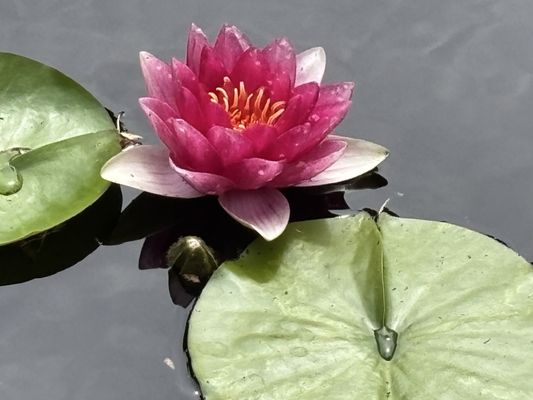 Milner Gardens & Woodland - Vancouver Island University by null