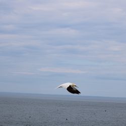 Bold Coast Charter Company - Northern gannet