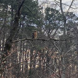 South Peachtree Creek Trail - Hawk watching us as we traveled the boardwalk