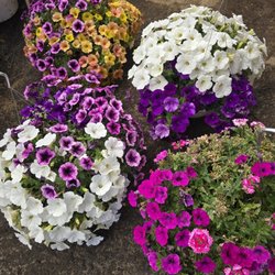 Stillman's Farm - hanging baskets for sale in the spring