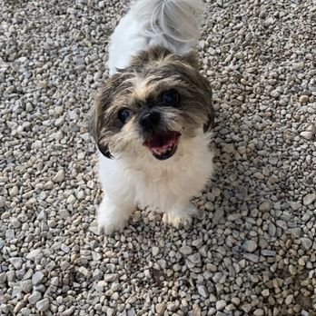 Super Paws Houston - My little Paris at Super Paws - Pet Groomers Near Me - Houston, Texas Super Paws Houston - My little Paris at Super Paws - Pet Groomers Near Me - Houston, Texas