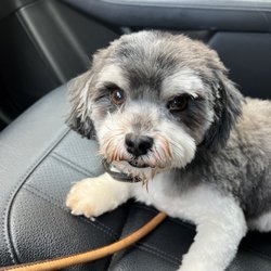 Silly Dogs Grooming Services