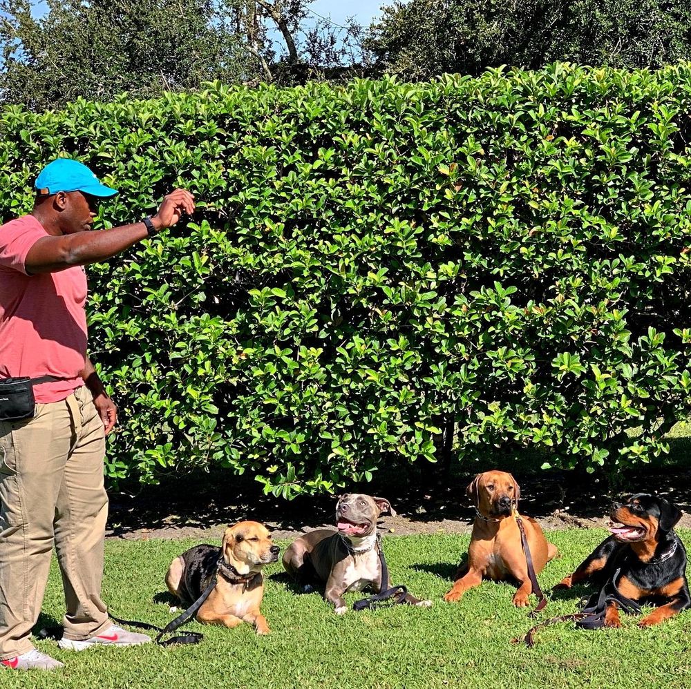 Elite Professional Dog Training - pet boarding facility in Sanford, FL