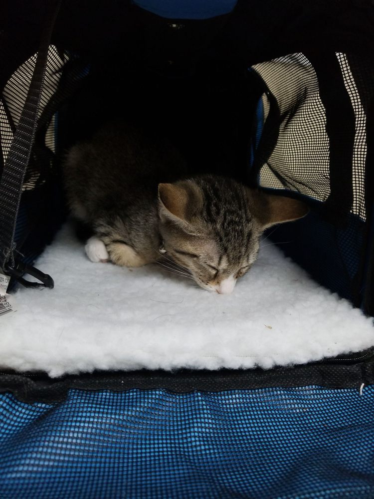 ST. CLOUD 192 PET HOSPITAL Updated October 2024 11 Reviews 1700