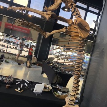 Good Earth Rocks Gallery - Good Earth Rocks Gallery:  Inside: Shelves & Displays of Rocks, Fossils, & Dinosaur Skeleton (8/24/2022) - Home Decor Near Me - Oklahoma City, Oklahoma