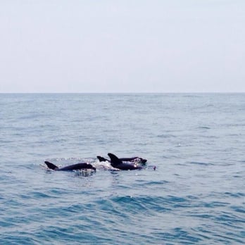 Salt Water Pony Tours - Dolphins we saw in the ocean - Boat Tours Near Me - Chincoteague, Virginia