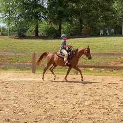 Crystal Creek Farm - Horse