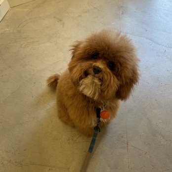 Tilt pet spa - Pet Groomers Near Me - San Francisco, California Tilt pet spa - Pet Groomers Near Me - San Francisco, California