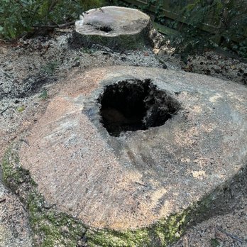 Romeo's Tree Service - Tree Services Near Me - Glenn Dale, Maryland Romeo's Tree Service - Tree Services Near Me - Glenn Dale, Maryland