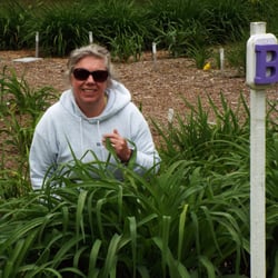 Tina's Daylilies - Tina, Plant Manager