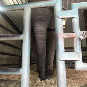 Vision Quest Ranch - Butch the Elephant - Bed & Breakfast Near Me - Salinas, California