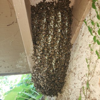 The Bees Knees - Pest Control Near Me - Kagel Canyon, California The Bees Knees - Pest Control Near Me - Kagel Canyon, California
