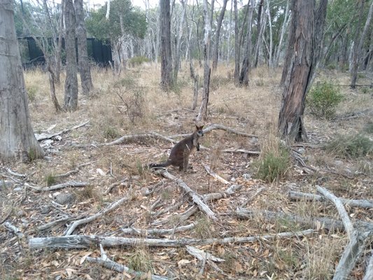 Cleland Wildlife Park by null